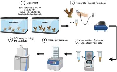 Groundtruthing nitrogen isotopes as a symbiosis proxy using the facultatively symbiotic coral Oculina arbuscula
